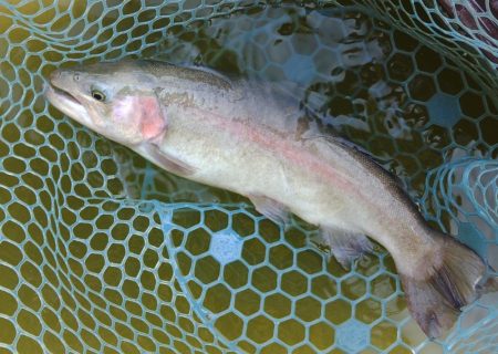 春の魚は強い！ ～岡崎トラウトポンド～